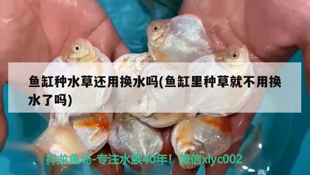 魚缸種水草還用換水嗎(魚缸里種草就不用換水了嗎) 水草