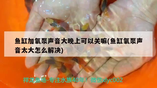 魚缸加氧泵聲音大晚上可以關嘛(魚缸氧泵聲音太大怎么解決) 黑金魟魚