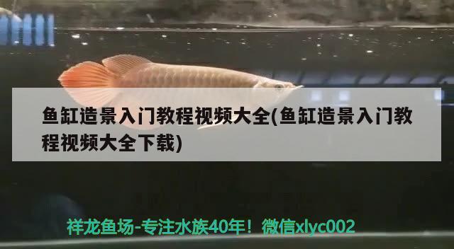 魚缸造景入門教程視頻大全(魚缸造景入門教程視頻大全下載) 印尼小紅龍