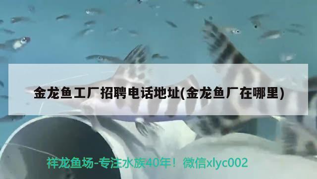 武吉美拉龍魚查詢（武吉美拉龍魚什么意思） 白子銀版魚苗