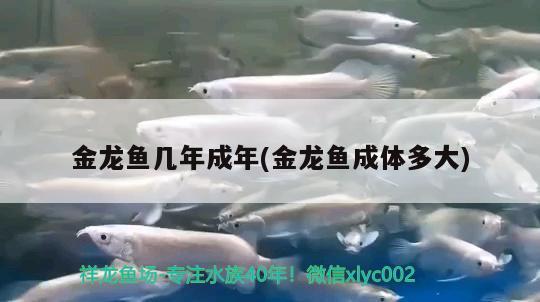 金龍魚幾年成年(金龍魚成體多大)