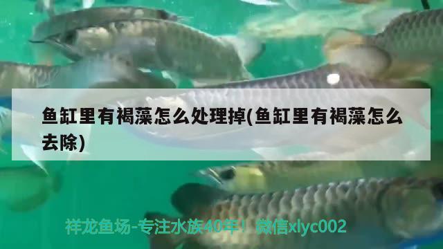 魚缸里有褐藻怎么處理掉(魚缸里有褐藻怎么去除)