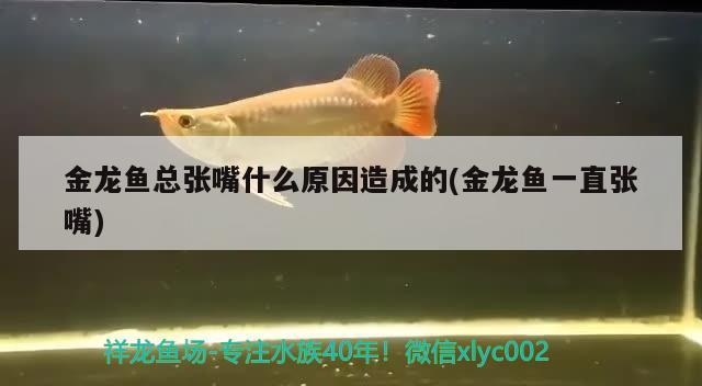 斗魚能長到多少斤，泰國斗魚最大能長到多長呢拜托各位大神 泰國斗魚 第3張