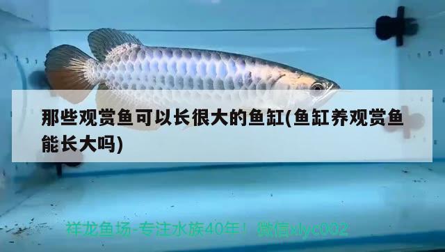 那些觀賞魚可以長很大的魚缸(魚缸養(yǎng)觀賞魚能長大嗎)