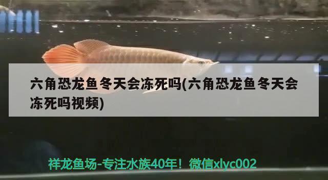 六角恐龍魚冬天會(huì)凍死嗎(六角恐龍魚冬天會(huì)凍死嗎視頻) 水族燈（魚缸燈）