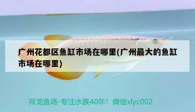 龍魚背景圖片大全大圖高清 龍魚背景選擇