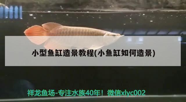 小型魚(yú)缸造景教程(小魚(yú)缸如何造景) 養(yǎng)魚(yú)的好處