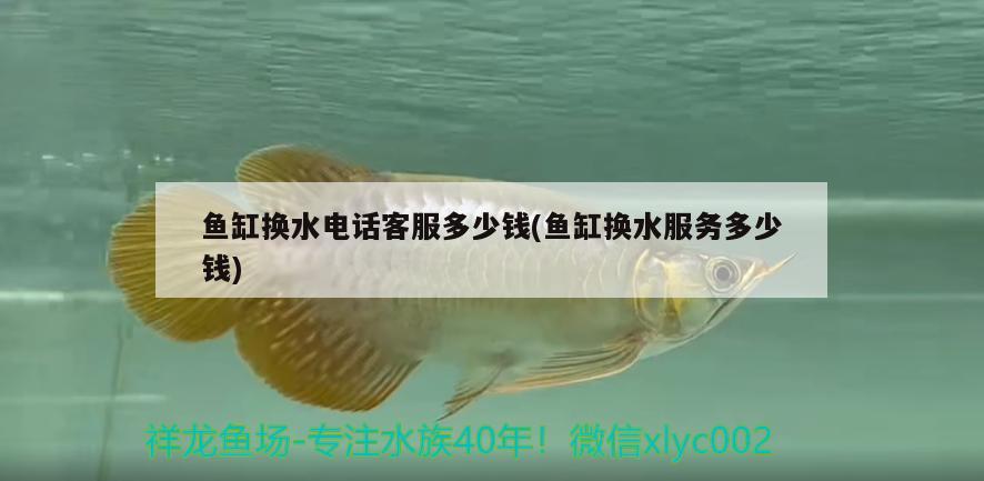 魚缸換水電話客服多少錢(魚缸換水服務多少錢)