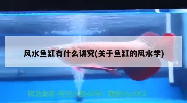 風水魚缸有什么講究(關(guān)于魚缸的風水學) 魚缸風水