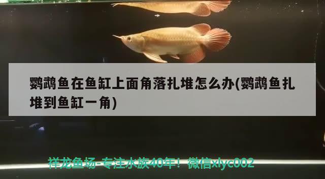 鸚鵡魚(yú)在魚(yú)缸上面角落扎堆怎么辦(鸚鵡魚(yú)扎堆到魚(yú)缸一角) 鸚鵡魚(yú)