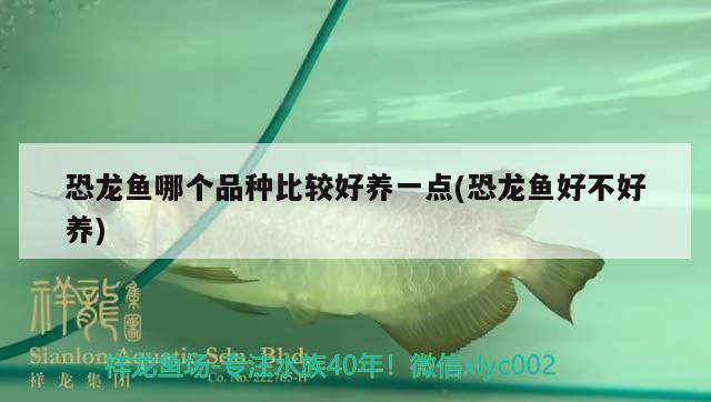 恐龍魚哪個品種比較好養(yǎng)一點(恐龍魚好不好養(yǎng))