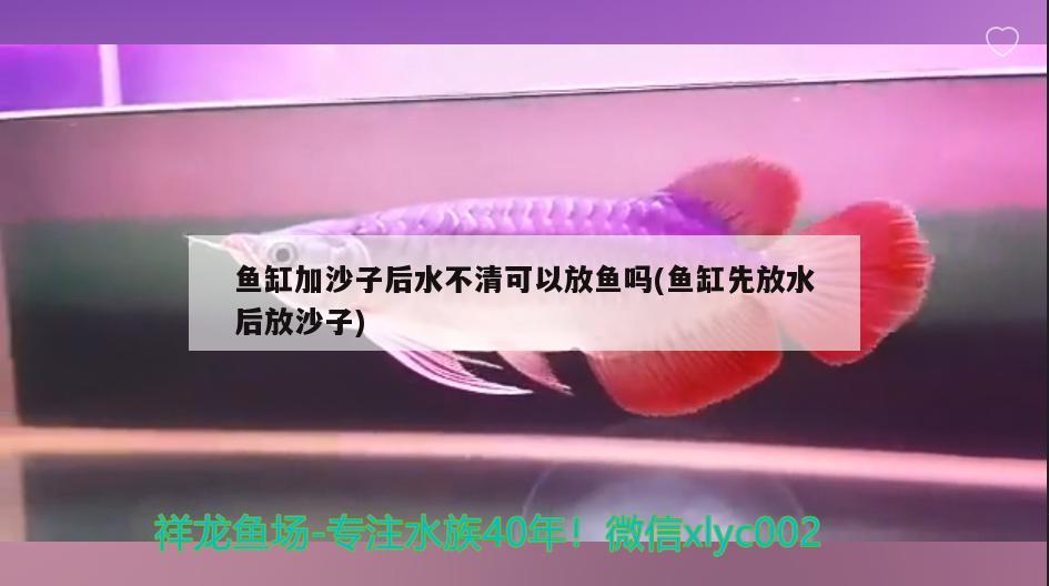 魚缸加沙子后水不清可以放魚嗎(魚缸先放水后放沙子)