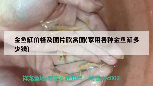 金魚缸價格及圖片欣賞圖(家用各種金魚缸多少錢) 巴西亞魚