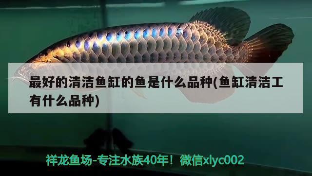 最好的清潔魚缸的魚是什么品種(魚缸清潔工有什么品種) 水族世界