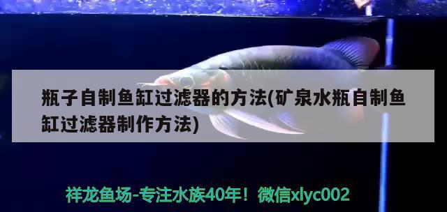 瓶子自制魚缸過濾器的方法(礦泉水瓶自制魚缸過濾器制作方法) 黃吉金龍（白子金龍魚）