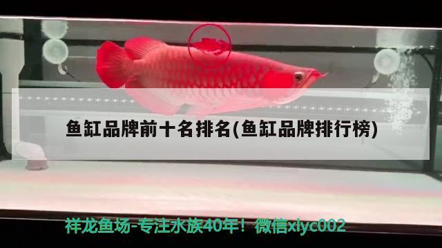 魚缸品牌前十名排名(魚缸品牌排行榜) 藍(lán)底過背金龍魚