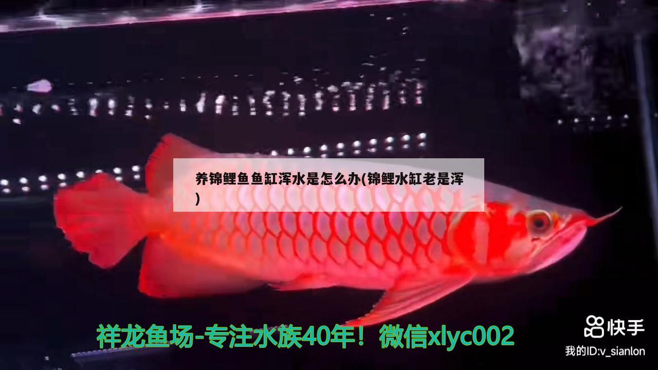 養(yǎng)錦鯉魚魚缸渾水是怎么辦(錦鯉水缸老是渾) 祥龍傳奇品牌魚缸