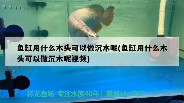 魚(yú)缸用什么木頭可以做沉木呢(魚(yú)缸用什么木頭可以做沉木呢視頻) 黃吉金龍（白子金龍魚(yú)）