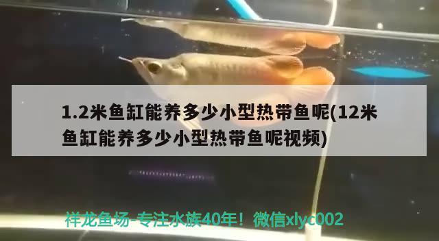 1.2米魚缸能養(yǎng)多少小型熱帶魚呢(12米魚缸能養(yǎng)多少小型熱帶魚呢視頻) 肥料