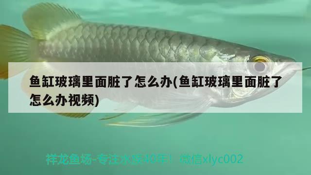 魚缸玻璃里面臟了怎么辦(魚缸玻璃里面臟了怎么辦視頻) 黑白雙星 第2張