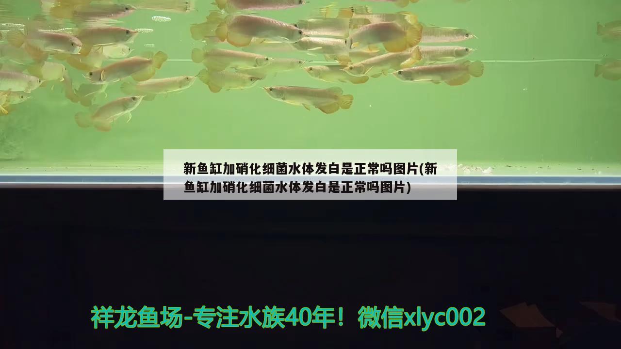 新魚缸加硝化細(xì)菌水體發(fā)白是正常嗎圖片(新魚缸加硝化細(xì)菌水體發(fā)白是正常嗎圖片)