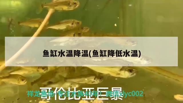 魚缸水溫降溫(魚缸降低水溫) 鴨嘴鯊魚