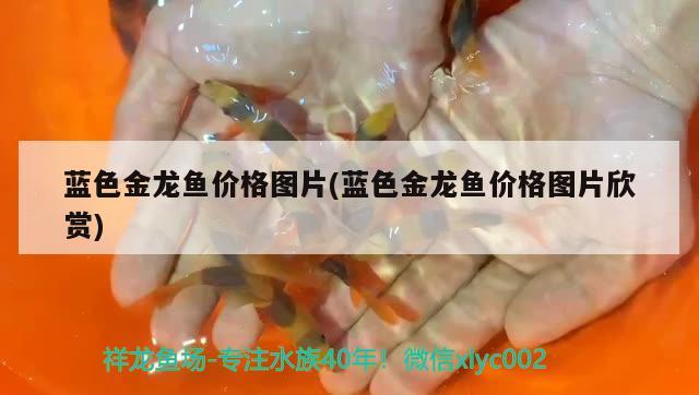 藍色金龍魚價格圖片(藍色金龍魚價格圖片欣賞) 巴西亞魚苗