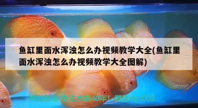 魚缸水怎么吸出來的氣體（魚缸里的水怎么才能抽出來） 帝王迷宮