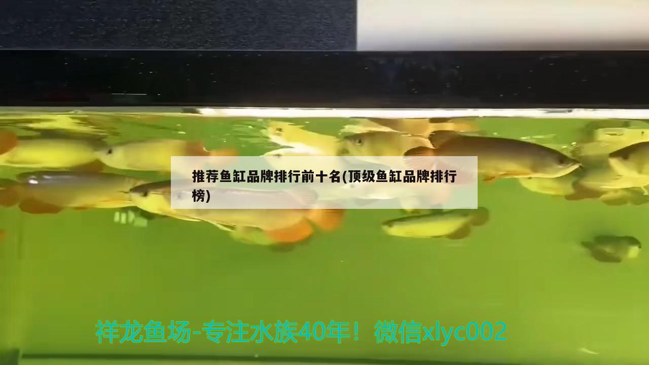 推薦魚缸品牌排行前十名(頂級(jí)魚缸品牌排行榜) 噴點(diǎn)菠蘿魚