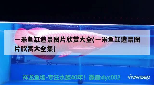 50公分龍魚多少錢(龍魚50公分要多久) 帝王血鉆 第3張