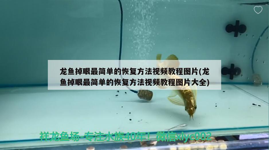 龍魚掉眼最簡單的恢復方法視頻教程圖片(龍魚掉眼最簡單的恢復方法視頻教程圖片大全)