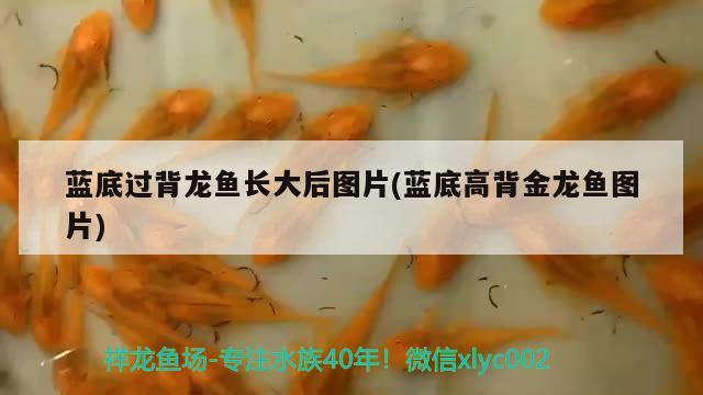 藍底過背龍魚長大后圖片(藍底高背金龍魚圖片)