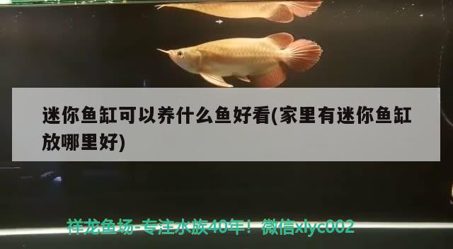 迷你魚缸可以養(yǎng)什么魚好看(家里有迷你魚缸放哪里好)