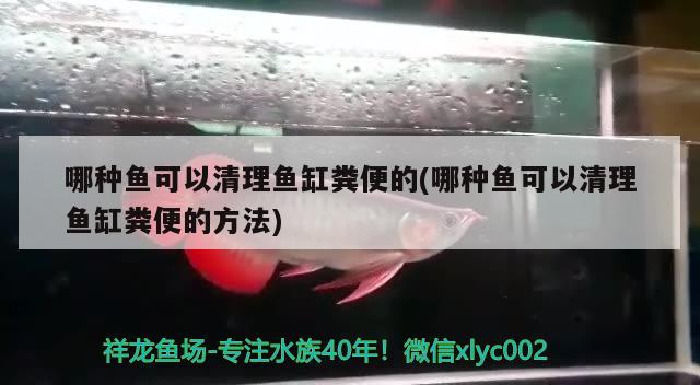 可以清理魚缸的魚是什么魚啊 可以清理魚缸的魚是什么魚啊圖片