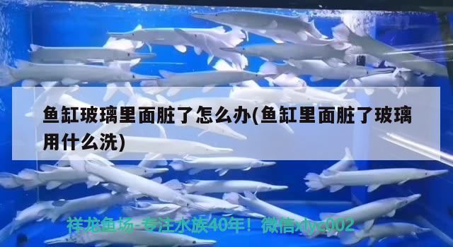 魚缸玻璃里面臟了怎么辦(魚缸里面臟了玻璃用什么洗) 魚缸清潔用具