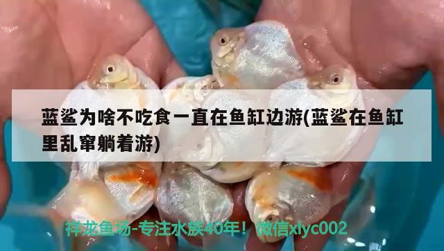 藍鯊為啥不吃食一直在魚缸邊游(藍鯊在魚缸里亂竄躺著游) 白子金龍魚