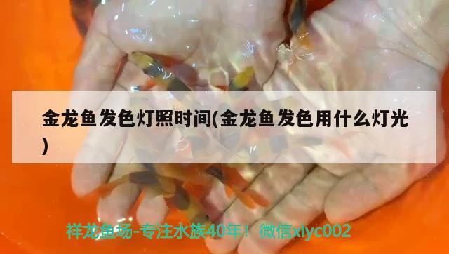 金龍魚發(fā)色燈照時間(金龍魚發(fā)色用什么燈光)