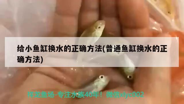 給小魚缸換水的正確方法(普通魚缸換水的正確方法) 斑馬鴨嘴魚