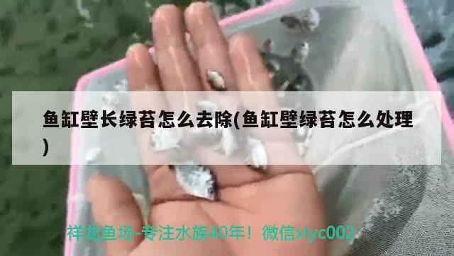 魚缸壁長綠苔怎么去除(魚缸壁綠苔怎么處理)