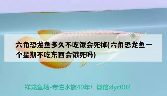 六角恐龍魚多久不吃飯會(huì)死掉(六角恐龍魚一個(gè)星期不吃東西會(huì)餓死嗎) 泰國虎魚