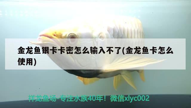 金龍魚(yú)銀卡卡密怎么輸入不了(金龍魚(yú)卡怎么使用) 巨骨舌魚(yú)