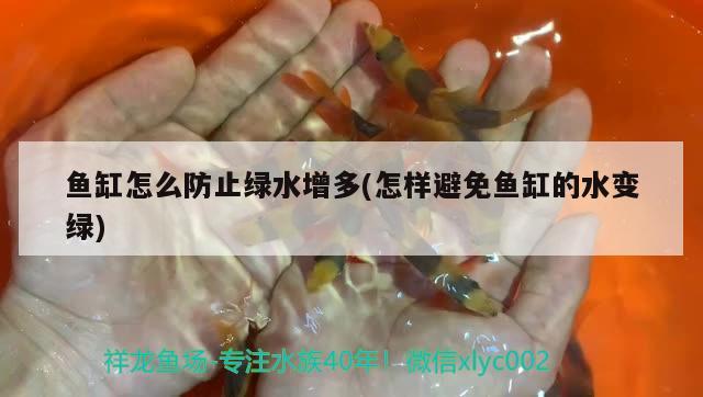 魚缸怎么防止綠水增多(怎樣避免魚缸的水變綠)