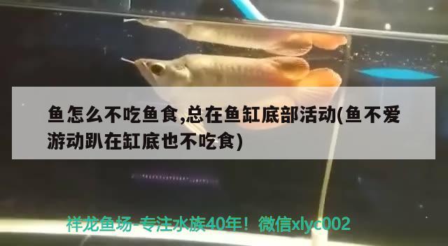 魚缸潛水泵推薦性價(jià)比（魚缸用什么泵比較好） 魚缸百科 第1張