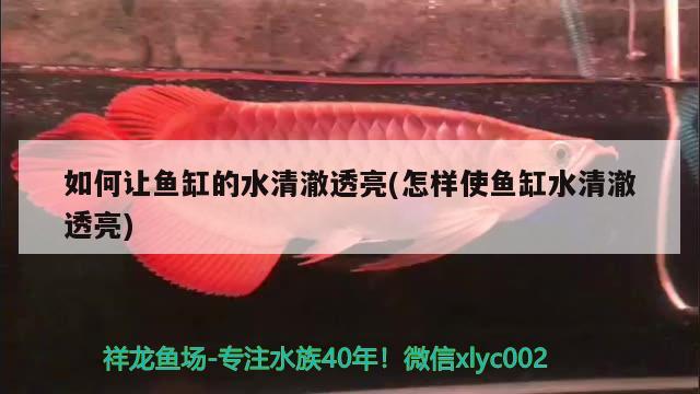 如何讓魚缸的水清澈透亮(怎樣使魚缸水清澈透亮) 沖氧泵