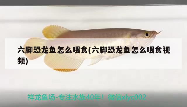 萊州市萬(wàn)通花卉市場(chǎng)尊龍觀(guān)賞魚(yú)館（萊州南關(guān)花鳥(niǎo)魚(yú)蟲(chóng)市場(chǎng)）