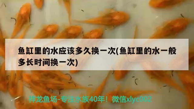 金龍魚可以長多大多長(金龍魚可以長到多長)