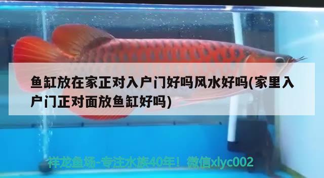 魚缸放在家正對入戶門好嗎風(fēng)水好嗎(家里入戶門正對面放魚缸好嗎) 魚缸風(fēng)水