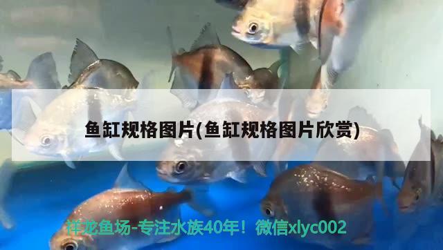 魚缸規(guī)格圖片(魚缸規(guī)格圖片欣賞) 銀河星鉆魚