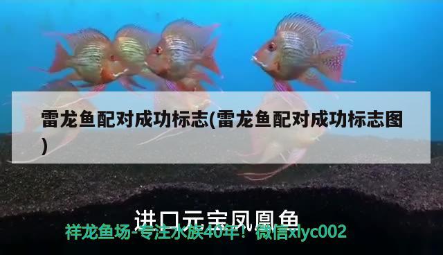 雷龍魚配對成功標志(雷龍魚配對成功標志圖) 南美異形觀賞魚