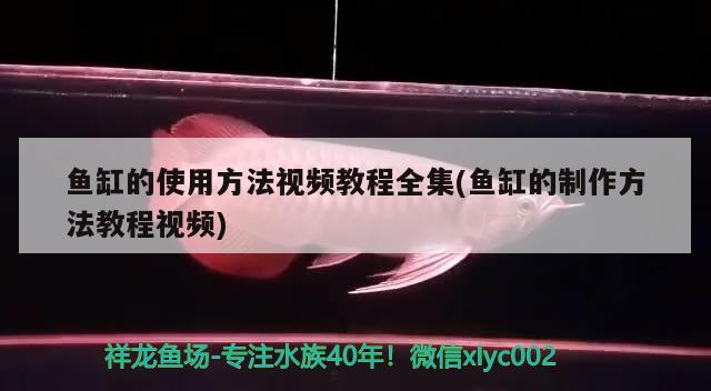 香港觀賞魚進口到深圳物流多少錢：香港觀賞魚進口到深圳物流多少錢一噸